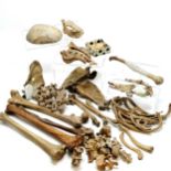 Qty of antique human bones inc cranium, jaw, hand etc - property of a doctor for educational