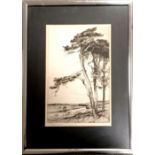 Framed etching of Fir trees at Shere Heath by Dorothy Edith Griffiths Woollard (1886-1986) - 50cm