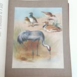 1916 book - British Birds Vol IV (#51/105) by Archibald Thorburn ~ 80 plates (complete) & 41cm x