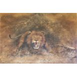 Unframed oil painting on canvas of a lion roaring at artist signed M Mills - 51cm x 76cm ~ has