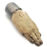 Antique unmarked silver mounted otter paw trophy 1898 (June 29th) Tweed - 11cm long & mount is loose