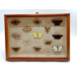 Display case containing 13 x moths / butterflies inc hawkmoth & peacock etc - case 35cm x 25cm