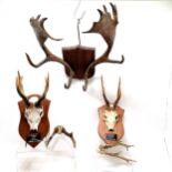 5 x deer antlers (3 on wooden plaques) - the fallow deer is 48cm across & 50cm high