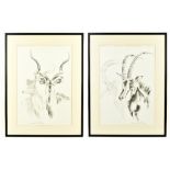 CLIVE WALKER; pair of prints depicting a kudu and a sable antelope, both 33 x 47cm, both framed