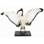 A sacred ibis (Threskiornis aethiopicus), height approx. 60cm.Additional InformationMissing six