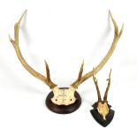 An early 20th century seven point stag antler, the skull section indistinctly named and dated 1910