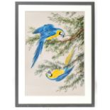 PAUL NICHOLAS; watercolour, study of macaws, signed and dated 1977, 76 x 52cm, framed and glazed. (