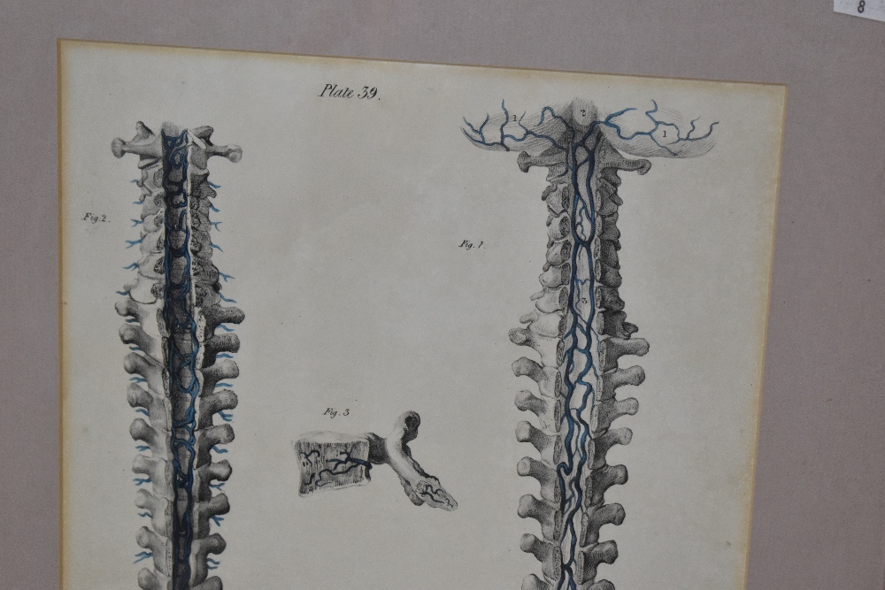 ANATOMICAL PRINTS; a system of anatomical plates by John Lizars comprising general view of the - Image 2 of 5