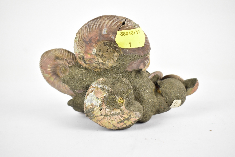 NATURAL HISTORY; a display group of spiral ammonite shells cut back, all attached to central cone, - Image 2 of 2
