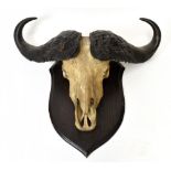 A taxidermy water buffalo frontal skull and horn mount, raised on an oak shield, width of horns