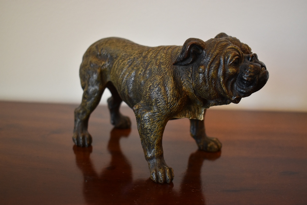 A large circa 1900 Austrian cold painted figure of a bulldog standing four square, unsigned, - Image 2 of 3