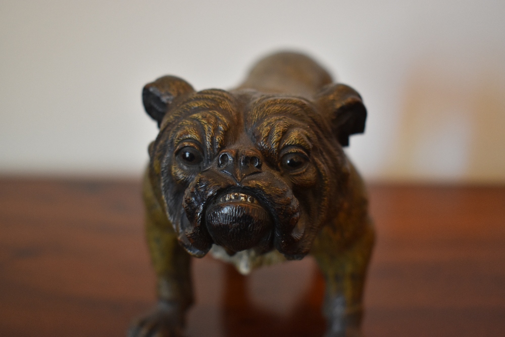 A large circa 1900 Austrian cold painted figure of a bulldog standing four square, unsigned, - Image 3 of 3