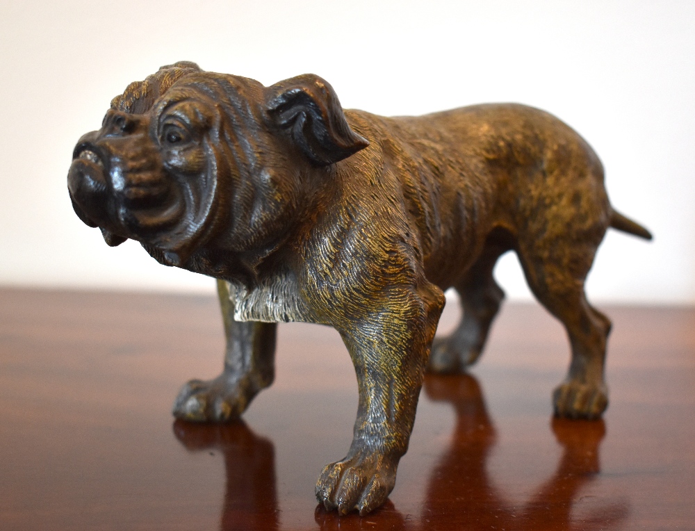 A large circa 1900 Austrian cold painted figure of a bulldog standing four square, unsigned,