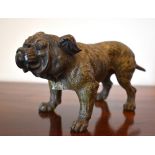 A large circa 1900 Austrian cold painted figure of a bulldog standing four square, unsigned,