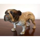 A circa 1900 Austrian cold painted bronze figure of a bulldog standing four square, unsigned, length