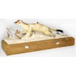 A taxidermy stoat in ermine (winter coat),