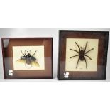 A taxidermy tarantula, 'Tarantula Peru', mounted within a wooden glazed case, 30.5 x 30.