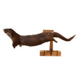 A taxidermy male (dog) otter, partially finished in a swimming position,