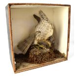 A taxidermy display of a Peregrine Falcon (Falco Peregrinus) pouncing on a smaller bird,