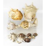 A quantity of shells to include conch shells and various other tropical examples.