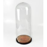 An early 20th century cylindrical glass display dome on stained wooden circular velvet lined base,