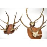 A large pair of six-point antlers mounted to an oak shield-shaped plinth,