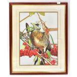 R P ARKWRIGHT; a pencil study of a fieldfare perched upon a branch amongst leaves and berries,