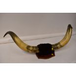 A large pair of mounted cow horns on a w