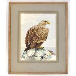 G L GRANDY (20th century); watercolour 'White-Tailed Eagle (Haliaetus Albiscilla)', signed,