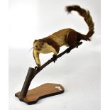 A taxidermy of a large brown squirrel,