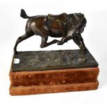 A late 19th century bronze figure of a horse, wearing saddle and licking its right hoof, unsigned,
