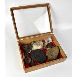 A wooden glass-topped box containing a collection of fossils, including ammonites,