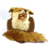 TAXIDERMY; a fox's head with teeth showing, mounted on a wooden shield back,