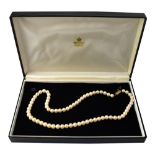 A single strand of cultured pearls with a 14ct (585) gold box clasp, length approx 43cm.