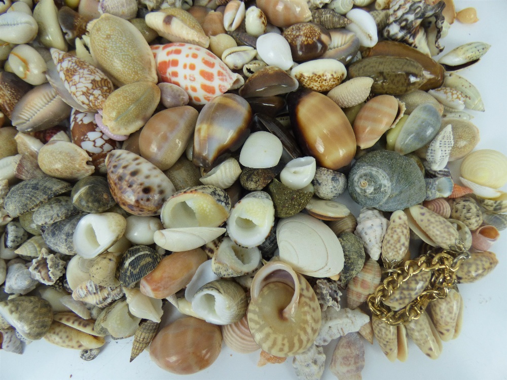 A large collection of small shells, to include cowrie, land snail, miter, etc. - Image 3 of 3