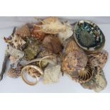 A collection of various shells. Provenance: All the shells are from the Pacific, c.