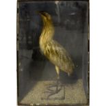 TAXIDERMY; a bittern posed standing on a pebbled base,