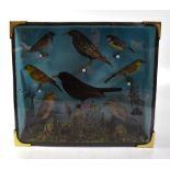 TAXIDERMY; a cased set of eight British garden birds, to include blackbird, thrush,