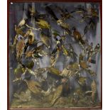TAXIDERMY; a Victorian case containing American woodpeckers and doves,