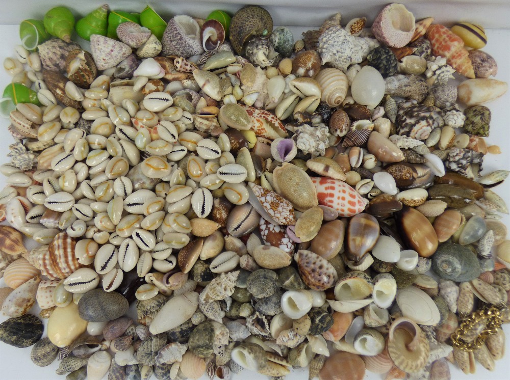 A large collection of small shells, to include cowrie, land snail, miter, etc.