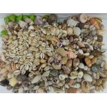 A large collection of small shells, to include cowrie, land snail, miter, etc.