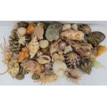 A collection of various medium sized shells, to include conch shells, cowrie shells,