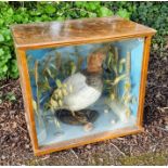 Taxidermy duck in a case,