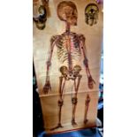 Large Anatomical medical poster. H160cm. Condition. Damage to the top left. Age related fading.