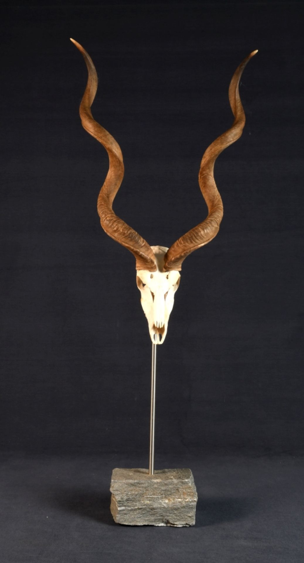 Jagdtrophäe - Schädel einer Kudu-Antilope