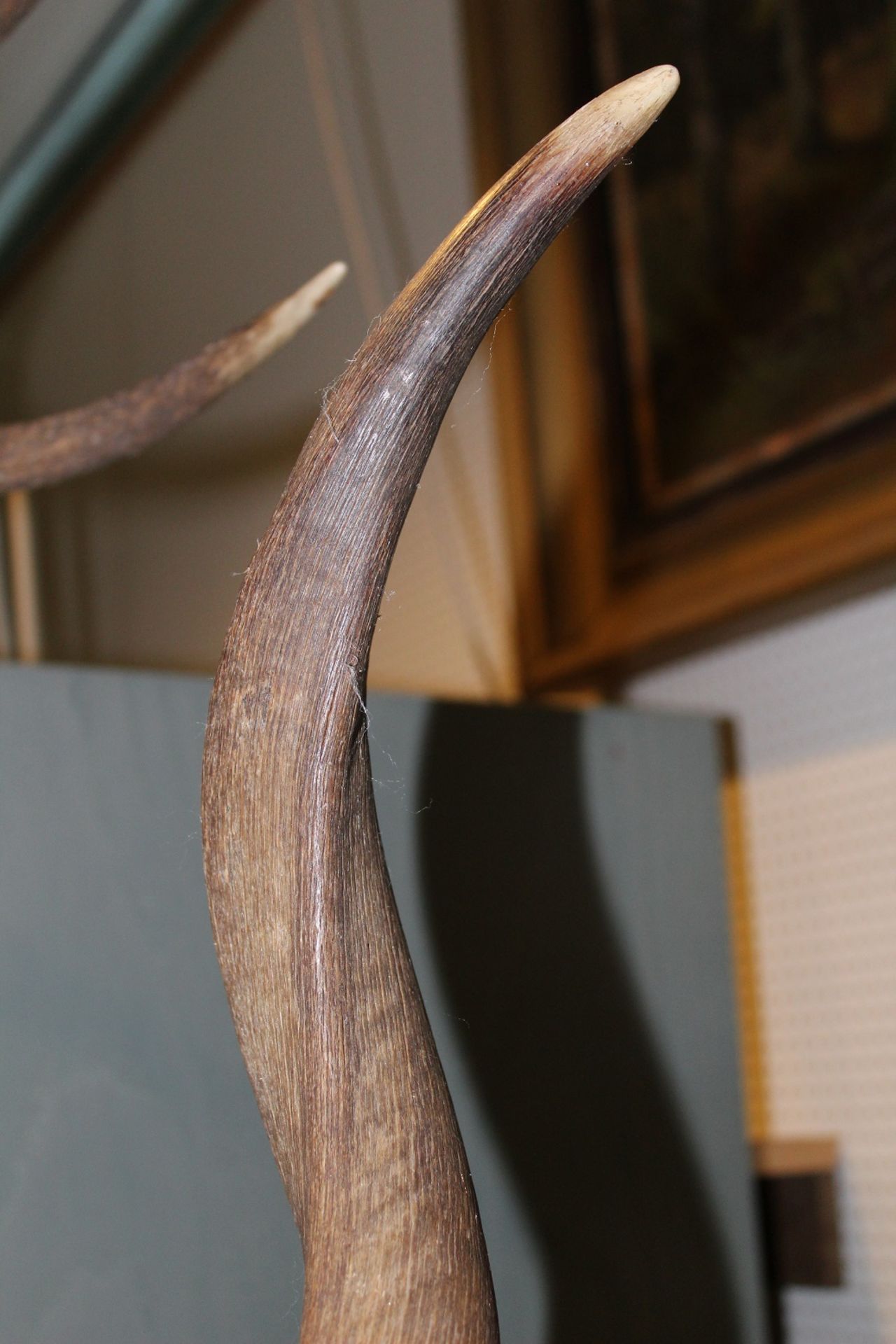 Jagdtrophäe - Schädel einer Kudu-Antilope - Bild 5 aus 9