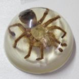 Full sized tarantula spider in epoxy paperweight