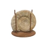 Ammonit im Holzgestell | Ammonite in Wooden Frame