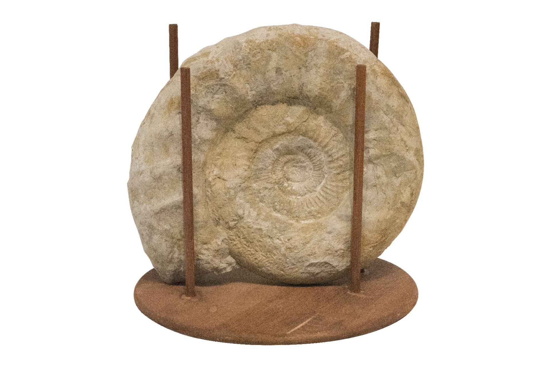 Ammonit im Holzgestell | Ammonite in Wooden Frame