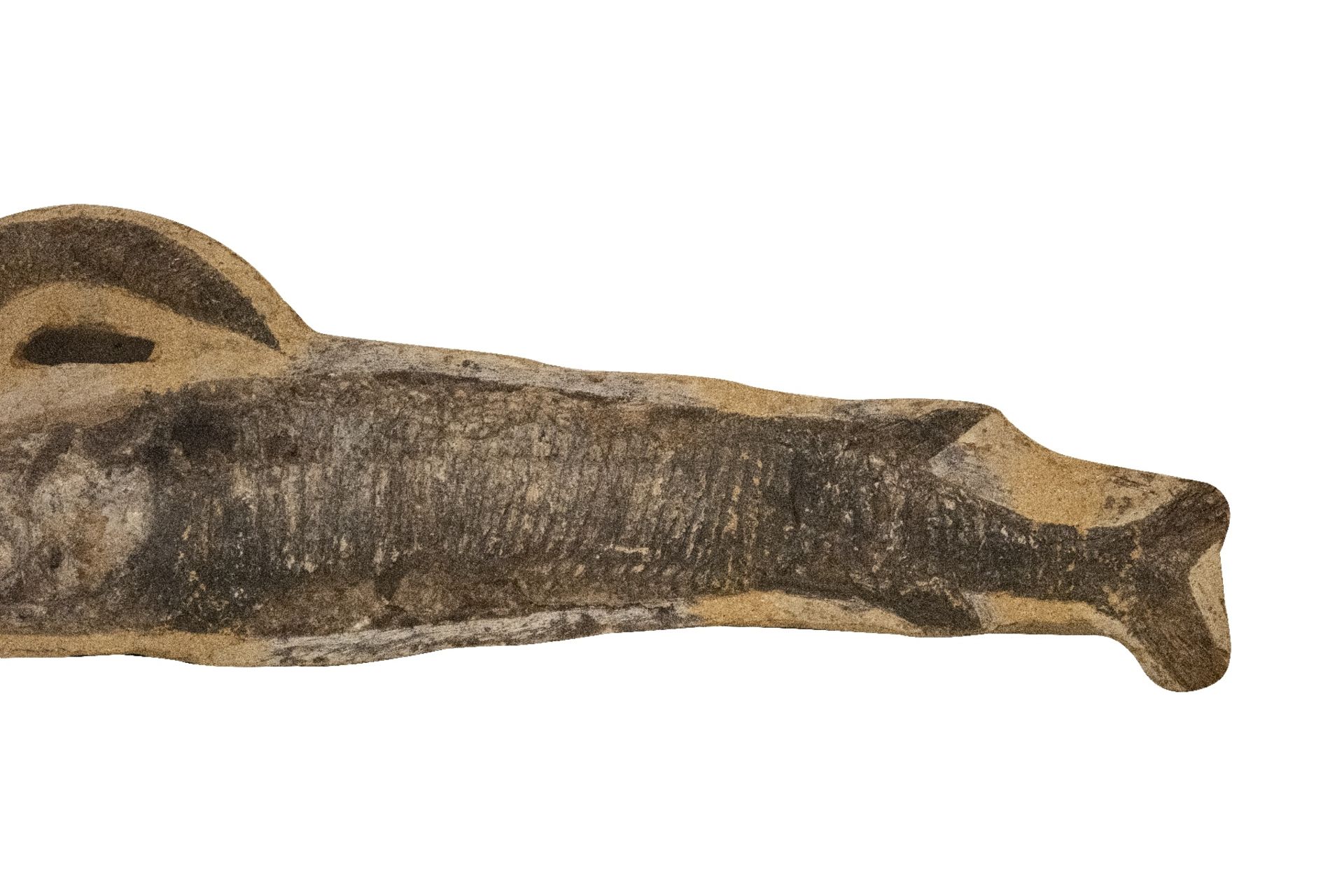 Versteinerter Fisch | Fossilized Fish - Image 2 of 5